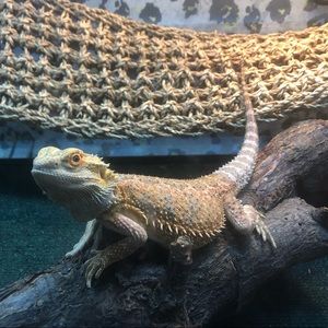 Meet your Posher, Annalee